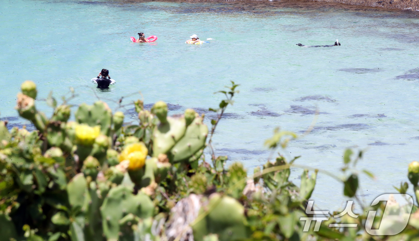 (제주=뉴스1) 오현지 기자 = 폭염이 이어지는 1일 오전 국내 유일 선인장 군락인 제주시 한림읍 월령선인장군락 인근 월령포구에서 피서객들이 물놀이를 하며 더위를 쫓고 있다. 20 …