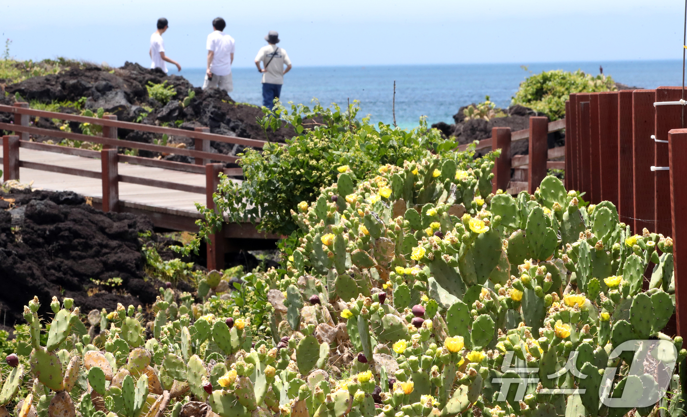 (제주=뉴스1) 오현지 기자 = 폭염이 이어지는 1일 오전 국내 유일 선인장 군락인 제주시 한림읍 월령선인장군락에 있는 손바닥 선인장에 꽃이 펴 시선을 사로잡고 있다. 2025.7 …