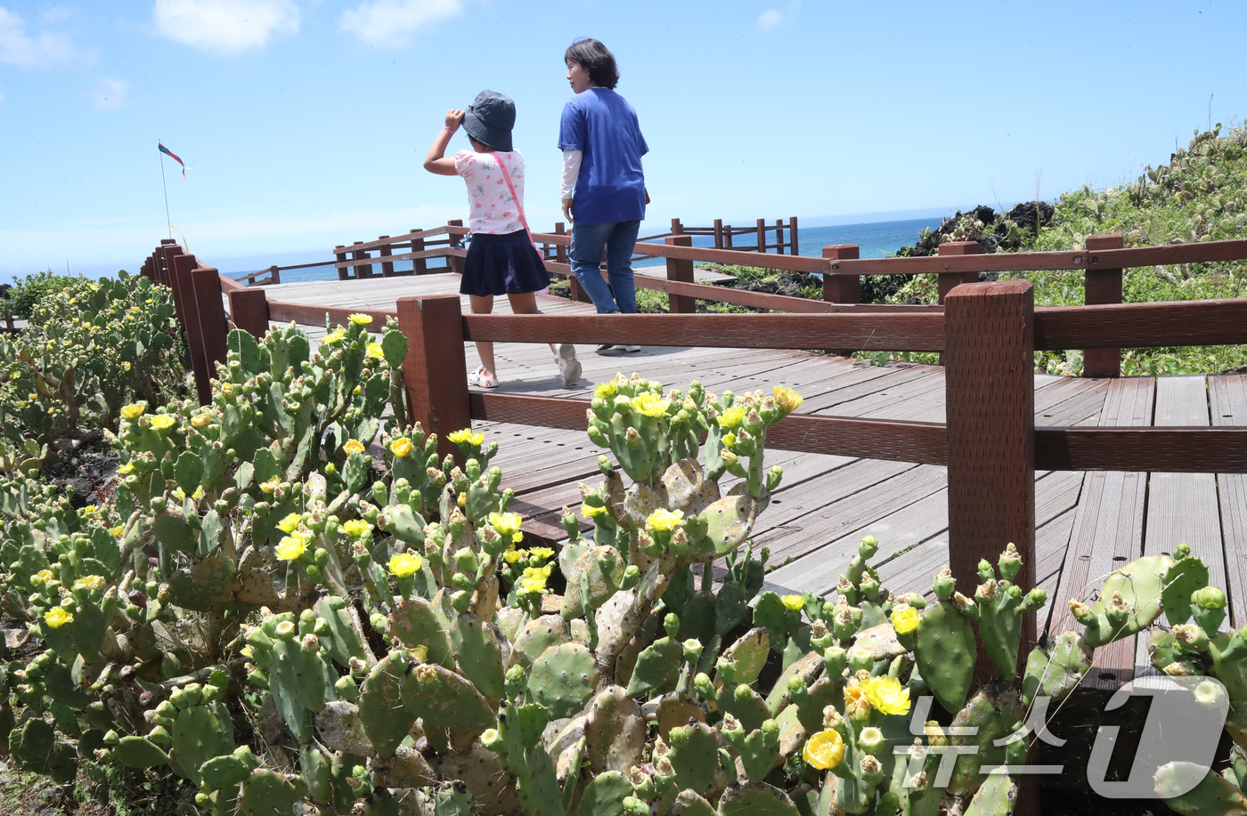 (제주=뉴스1) 오현지 기자 = 폭염이 이어지는 1일 오전 국내 유일 선인장 군락인 제주시 한림읍 월령선인장군락에 있는 손바닥 선인장에 꽃이 펴 시선을 사로잡고 있다. 2025.7 …