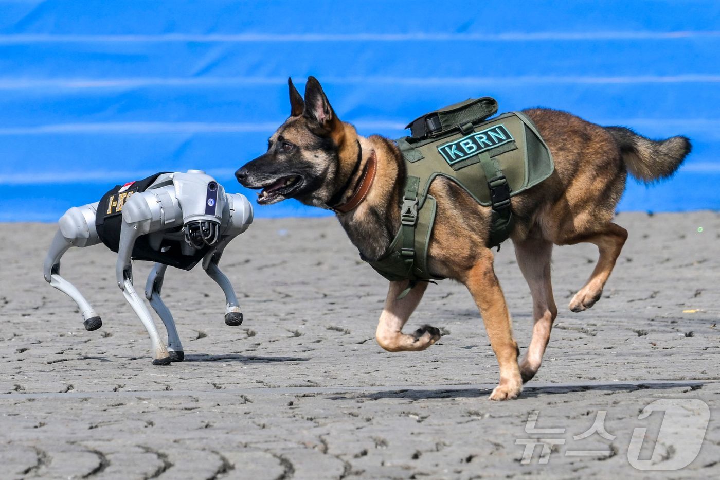 (자카르타 AFP=뉴스1) 신기림 기자 = 1일 인도네시아 자카르타의 국립기념탑(모나스)에서 열린 경찰 79주년 기념식에서 로봇 경찰견과 K9 경찰견이 함께 범죄 처리 기술 시연을 …