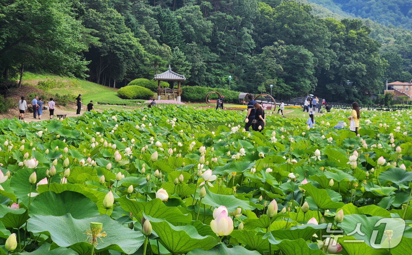 본문 이미지 - 충북 보은 속리산국립공원 입구의 연꽃단지에 연꽃이 활짝 폈다. 10일 연꽃단지가 관광객들로 북적거리고 있다. &#40;보은군 제공, 재판매 및 DB금지&#41;/뉴스1 