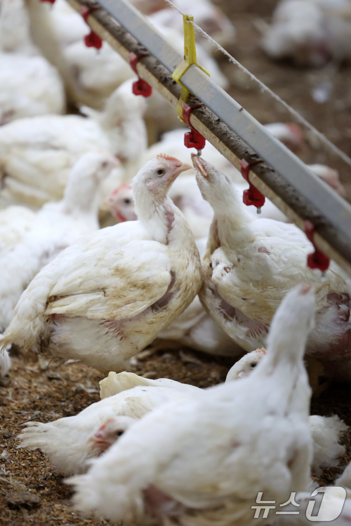 (나주=뉴스1) 이승현 기자 = 연일 폭염특보가 이어지고 있는 10일 오전 전남 나주시 세지면의 한 양계장에서 더위에 지친 닭이 물을 마시고 있다.  2025.7.10/뉴스1