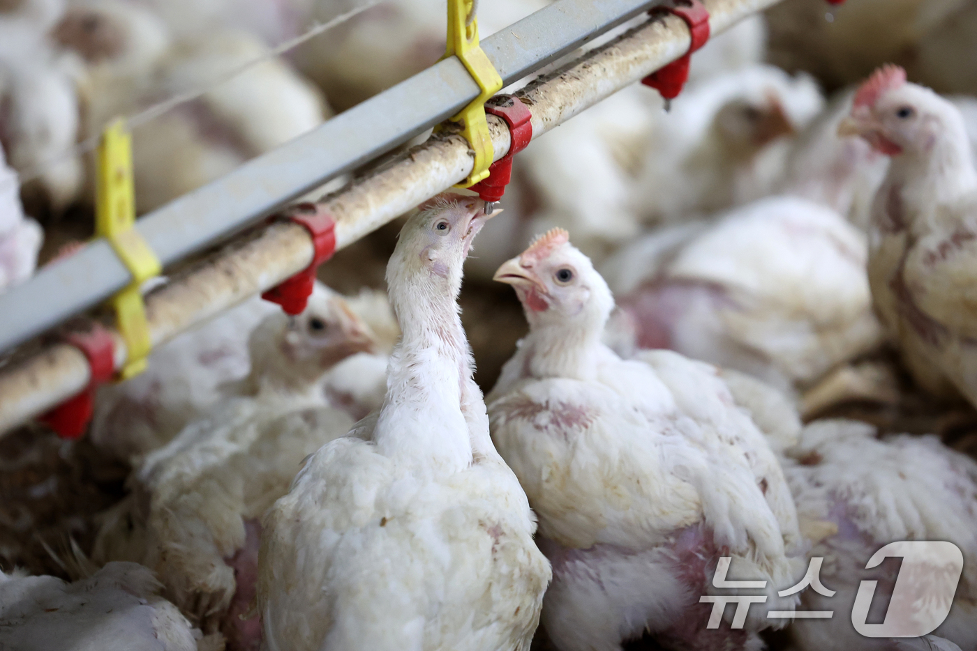 (나주=뉴스1) 이승현 기자 = 연일 폭염특보가 이어지고 있는 10일 오전 전남 나주시 세지면의 한 양계장에서 더위에 지친 닭이 물을 마시고 있다.  2025.7.10/뉴스1