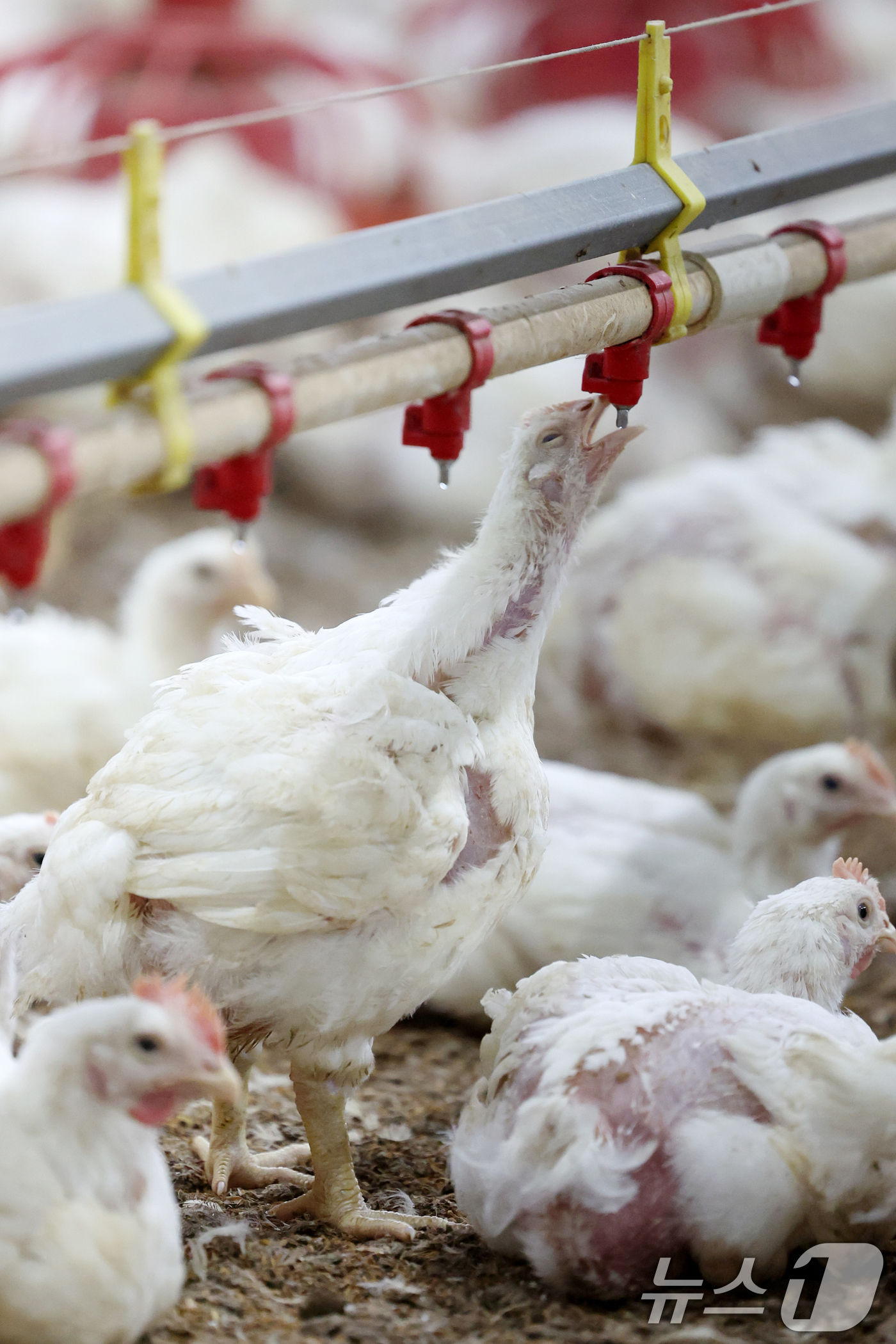 (나주=뉴스1) 이승현 기자 = 연일 폭염특보가 이어지고 있는 10일 오전 전남 나주시 세지면의 한 양계장에서 더위에 지친 닭이 물을 마시고 있다.  2025.7.10/뉴스1