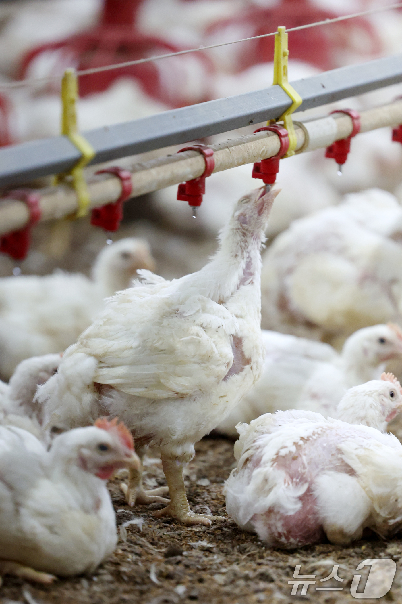 (나주=뉴스1) 이승현 기자 = 연일 폭염특보가 이어지고 있는 10일 오전 전남 나주시 세지면의 한 양계장에서 더위에 지친 닭이 물을 마시고 있다.  2025.7.10/뉴스1