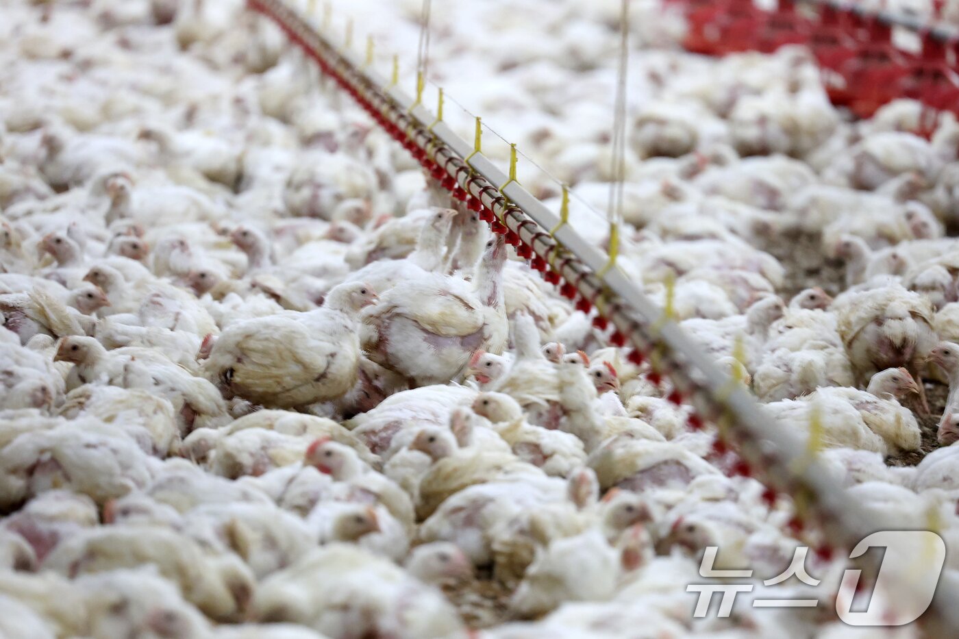 본문 이미지 - 연일 폭염특보가 이어지고 있는 10일 오전 전남 나주시 세지면의 한 양계장에서 더위에 지친 닭이 물을 마시고 있다. 2025.7.10/뉴스1 ⓒ News1 이승현 기자