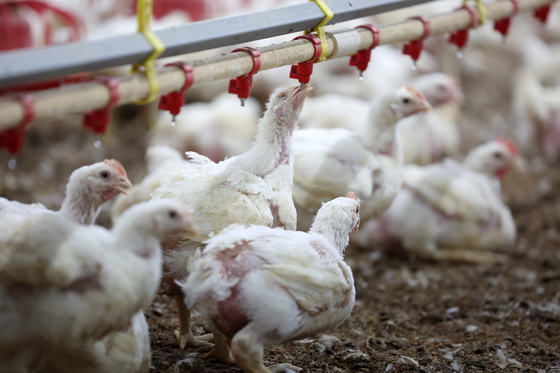 농진청, 봄철 환절기 닭 사육 농가 '온도·습도·공기질' 관리 당부