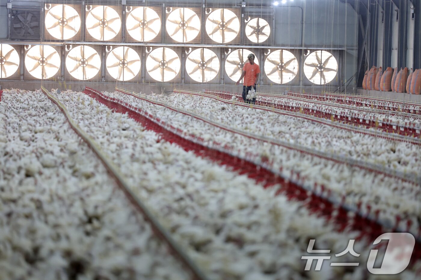 본문 이미지 - 연일 폭염특보가 이어지고 있는 10일 오전 전남 나주시 세지면의 한 양계장에서 직원이 닭들의 상태를 살피고 있다. 2025.7.10/뉴스1 ⓒ News1 이승현 기자