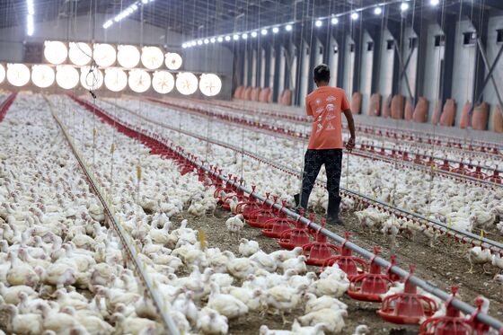 '극한 더위' 언제까지…전남 닭·오리·돼지 18만마리 폐사