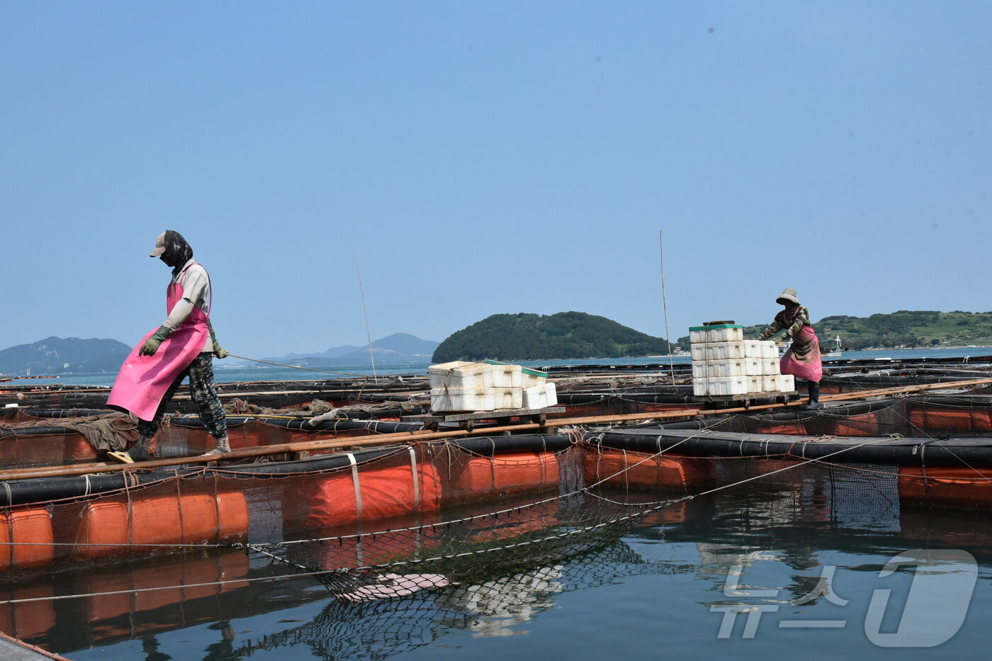 본문 이미지 - 고수온 특보가 발효 중인 10일 오전 전남 여수 돌산읍 화태리 가두리 양식장에서 어민들이 고수온에 강한 어종인 돔에게 먹이를 주고 있다.2025.7.10/뉴스1 ⓒ News1 김동수 기자