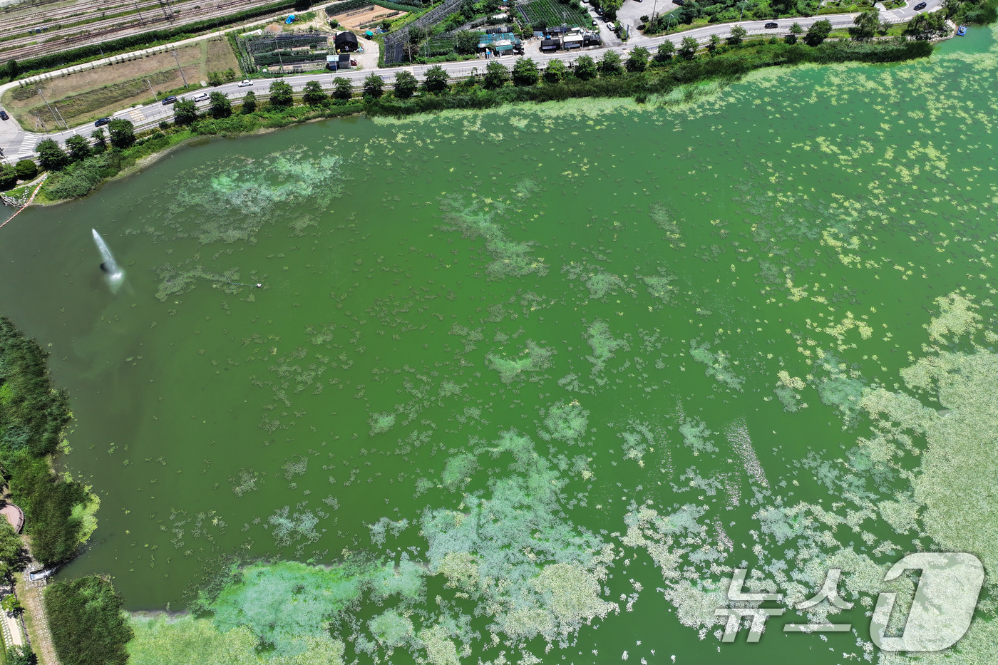 (의왕=뉴스1) 신웅수 기자 = 10일 경기 의왕시 왕송호수가 녹조로 인해 초록색 빛을 띄고 있다.녹조는 햇빛이 강한 날씨에서 수온이 높거나 물이 정체될 때 빠르게 증식하는데 올해 …