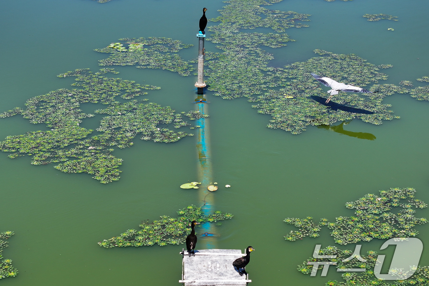 (의왕=뉴스1) 신웅수 기자 = 10일 경기 의왕시 왕송호수가 녹조로 인해 초록색 빛을 띄고 있다.녹조는 햇빛이 강한 날씨에서 수온이 높거나 물이 정체될 때 빠르게 증식하는데 올해 …