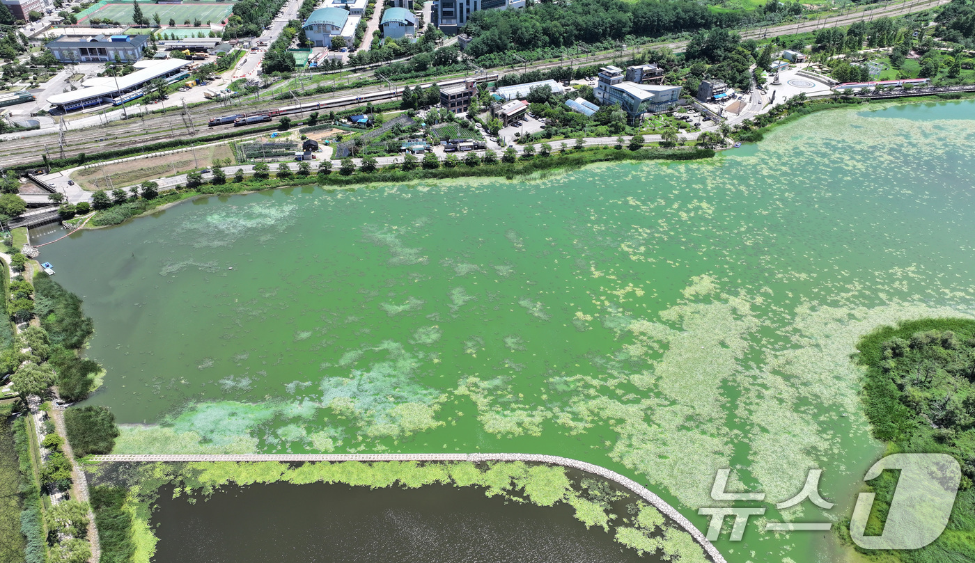 (의왕=뉴스1) 신웅수 기자 = 10일 경기 의왕시 왕송호수가 녹조로 인해 초록색 빛을 띄고 있다.녹조는 햇빛이 강한 날씨에서 수온이 높거나 물이 정체될 때 빠르게 증식하는데 올해 …