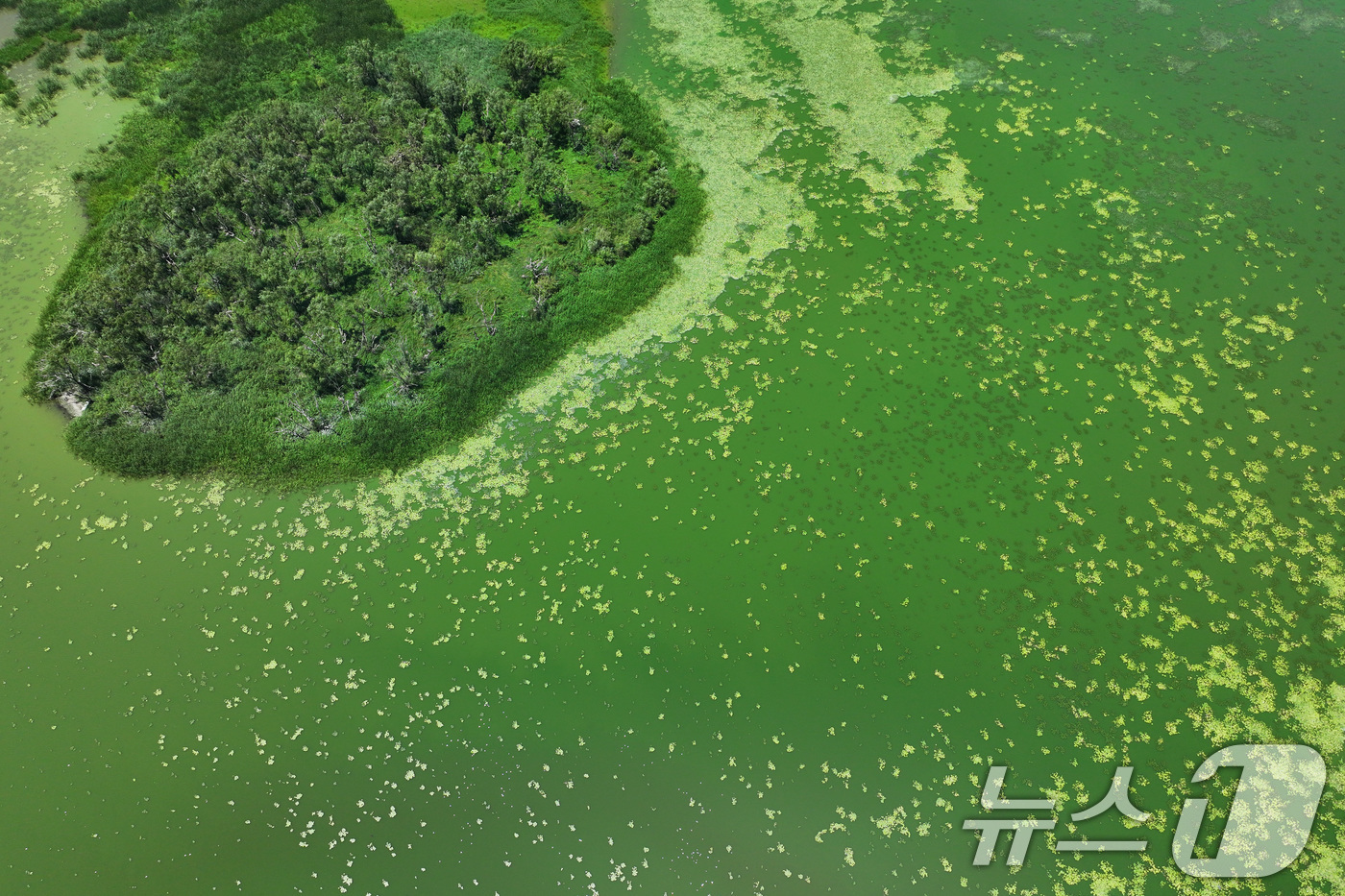 (의왕=뉴스1) 신웅수 기자 = 10일 경기 의왕시 왕송호수가 녹조로 인해 초록색 빛을 띄고 있다.녹조는 햇빛이 강한 날씨에서 수온이 높거나 물이 정체될 때 빠르게 증식하는데 올해 …