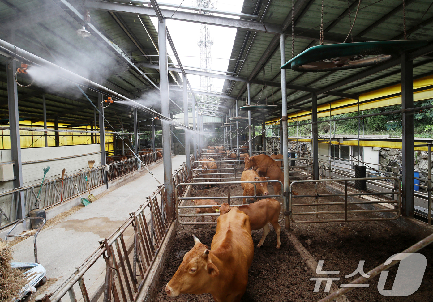 (부산=뉴스1) 윤일지 기자 = 전국적으로 더위가 기승을 부린 10일 오후 부산 기장군 장안읍 한 한우농가에서 소들이 대형 선풍기 바람과 쿨링포그를 맞으며 더위를 식히고 있다. 2 …