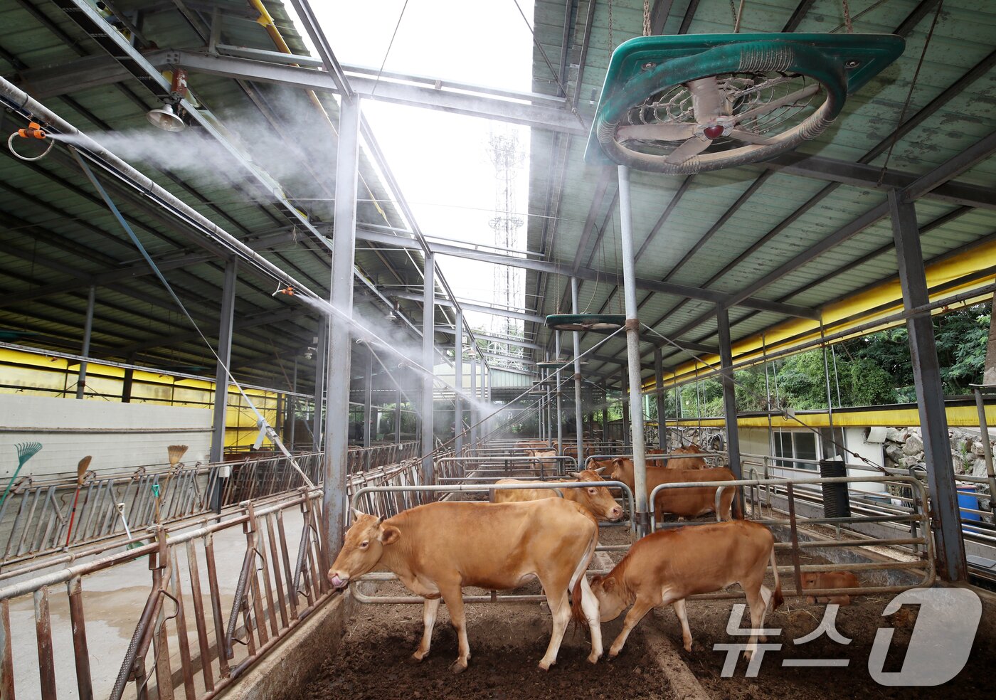본문 이미지 - 전국적으로 더위가 기승을 부린 7일 오후 부산 기장군 장안읍 한 한우농가에서 소들이 대형 선풍기 바람과 쿨링포그를 맞으며 더위를 식히고 있다. 2025.7.10/뉴스1 ⓒ News1 윤일지 기자