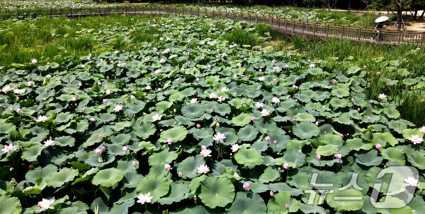 (전주=뉴스1) 유경석 기자 = 10일 전북 전주시 덕진공원 내 연못에 꽃망울을 터뜨린 연꽃들이 자태를 뽐내고 있다. 2025.7.10/뉴스1