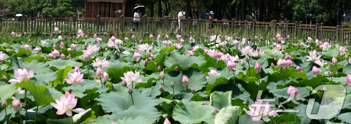 (전주=뉴스1) 유경석 기자 = 10일 전북 전주시 덕진공원 내 연못에 꽃망울을 터뜨린 연꽃들이 자태를 뽐내고 있다. 2025.7.10/뉴스1