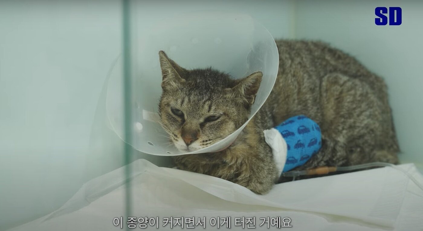 본문 이미지 - SD동물의료센터에 치료를 받기 위해 입원한 청송이(SD동물의료센터 유튜브 갈무리) ⓒ 뉴스1