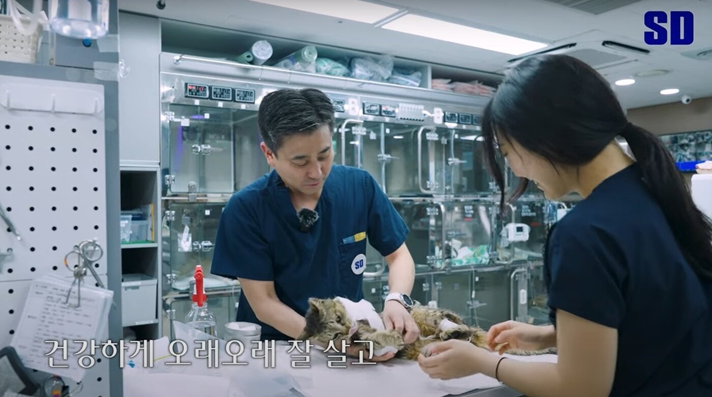 본문 이미지 - 이민수 SD동물의료센터 원장이 청송이 수술 후 처치를 하고 있다(SD동물의료센터 유튜브 갈무리). ⓒ 뉴스1