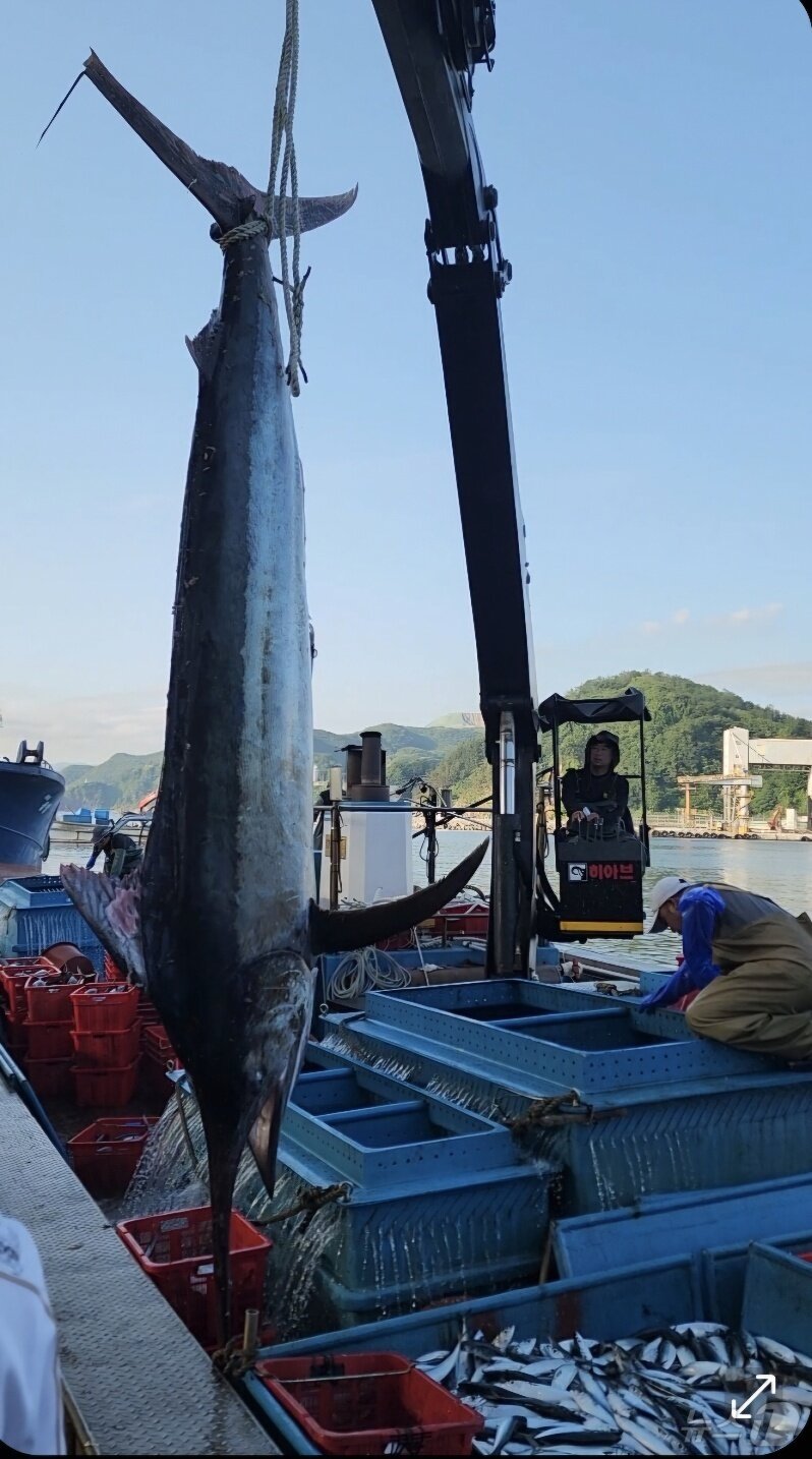 본문 이미지 - 10일 오전 강원 삼척에서 잡힌 길이 3m 황새치.&#40;정연철 강원 삼척시의원 제공, 재판매 및 DB 금지&#41; 2025.7.10/뉴스1 ⓒ News1 윤왕근 기자