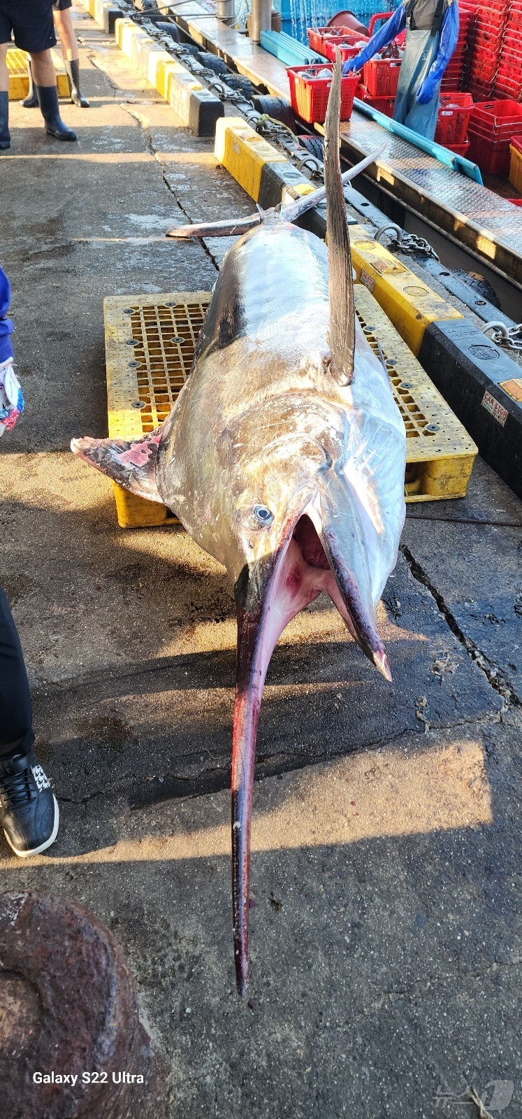 (삼척=뉴스1) 윤왕근 기자 = 10일 오전 강원 삼척 앞바다에서 잡힌 길이가 3m에 달하는 황새치.(정연철 강원 삼척시의원 제공, 재판매 및 DB 금지) 2025.7.10/뉴스1 …