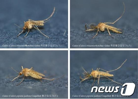 전북서 올해 첫 '작은빨간집모기' 발견…일본뇌염 주의보