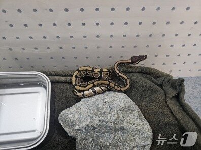 본문 이미지 - 국립공원 야생생물보전원 북부보전센터가 보관 중인 볼파이톤.(원주지방환경청 제공, 재판매 및 DB금지)