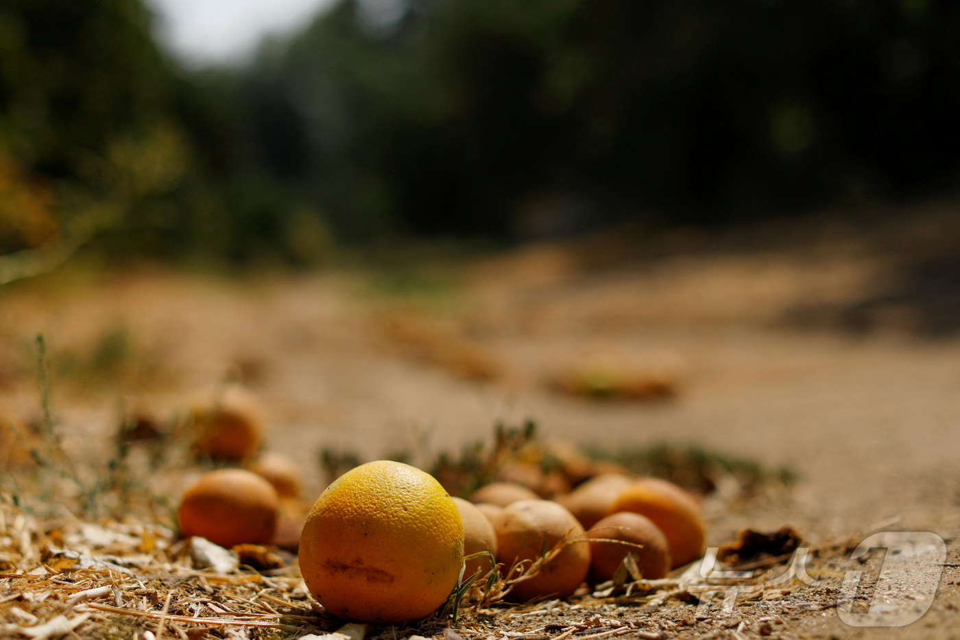 (캘리포니아 로이터=뉴스1) 윤다정 기자 = 2020년 8월 21일(현지시간) 미국 캘리포니아주 리버사이드의 한 농장에 오렌지가 떨어져 있다. 2020.08.21.ⓒ 로이터=뉴스1 …