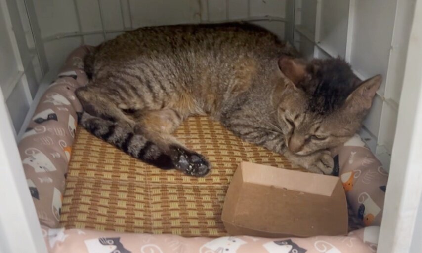 본문 이미지 - 임시 보호 가정에서 지내고 있는 청송이(나비야사랑해 제공) ⓒ 뉴스1