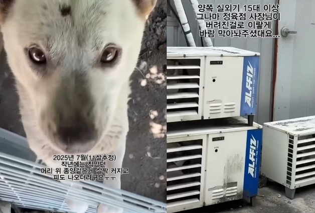 "이건 학대" 폭염 속 실외기 15대 앞 11년 방치된 백구