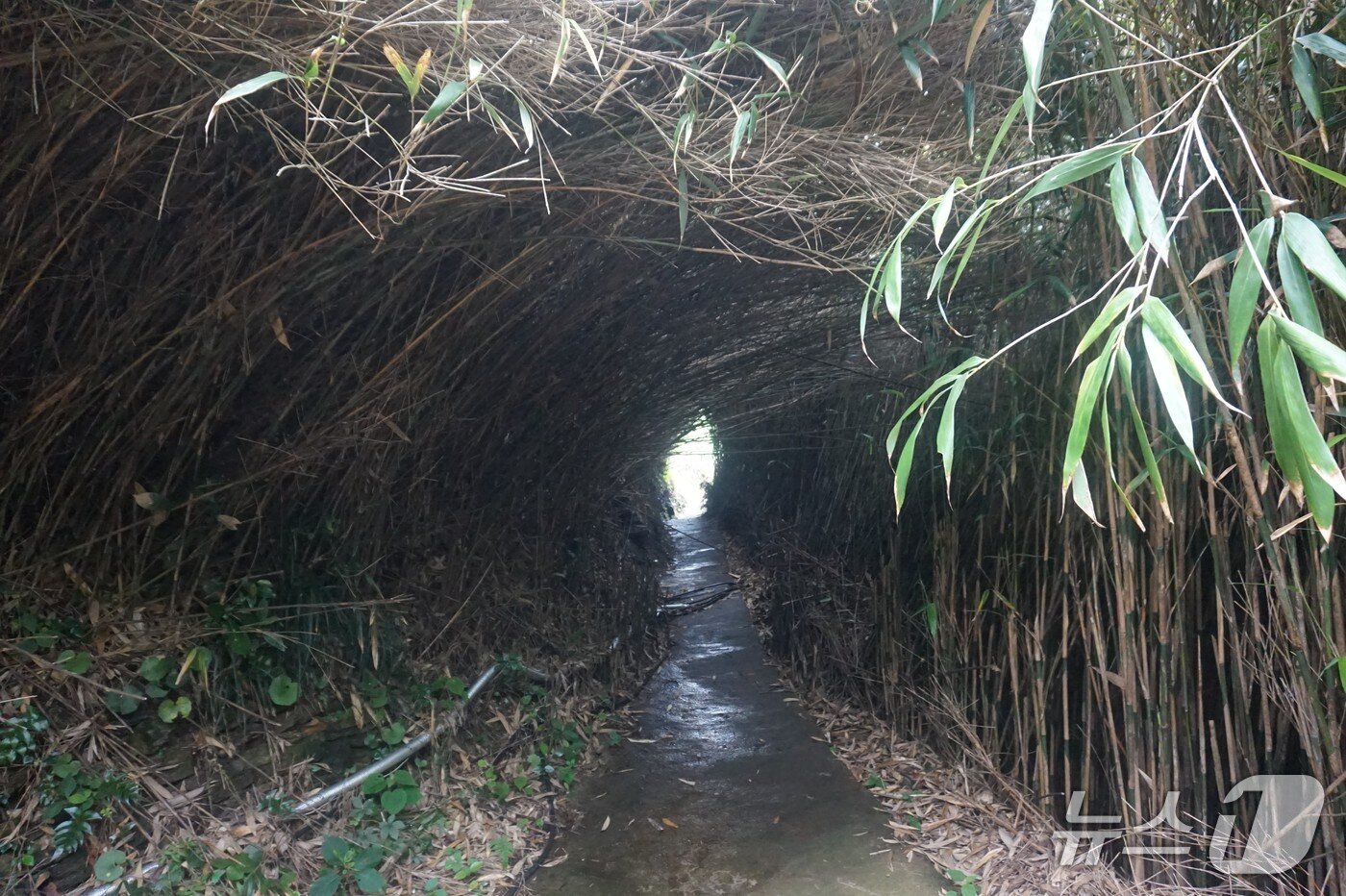 본문 이미지 - 마을 뒤 신우대 숲길.  2025.7.11/뉴스1 ⓒ News1 조영석 기자