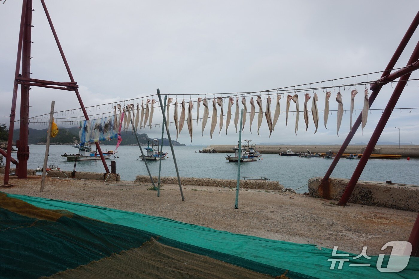본문 이미지 - 멸치떼를 따라 잡힌 우럭과 장어 등 &#39;잡어&#39;를  해풍에 말리고 있는 풍경. 2025.7.11/뉴스1 ⓒ News1 조영석 기자