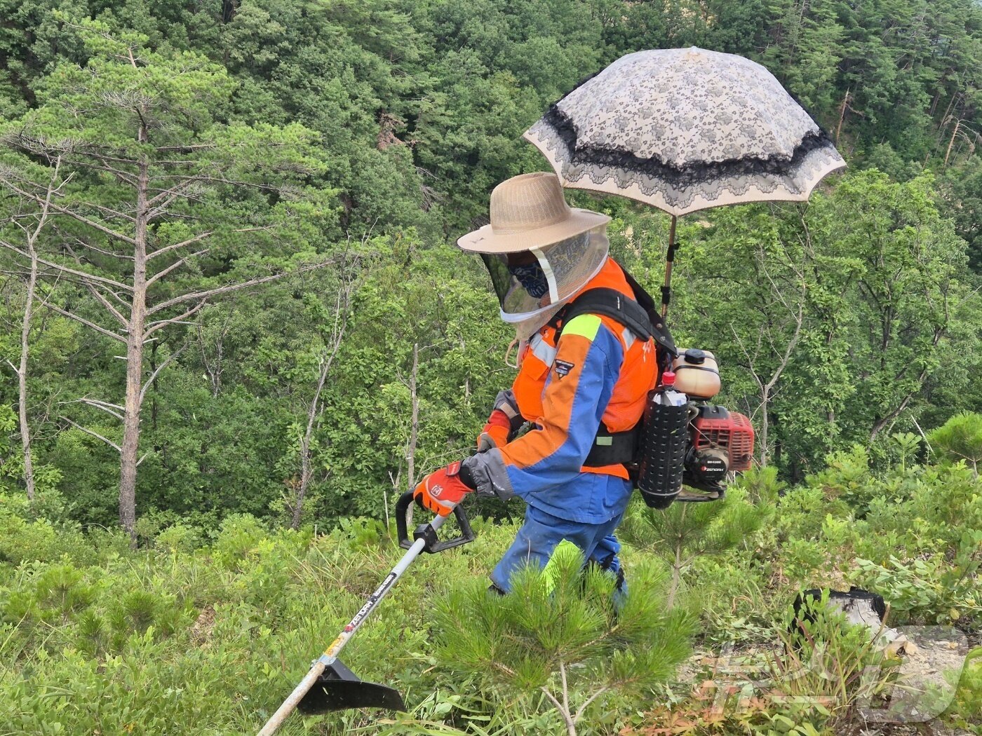 본문 이미지 - 강원 강릉국유림관리소 푸른영림단 소속 산림 근로자들이 11일 강릉시 옥계면 남양리 일대 국유림에서 무더위를 피하기 위해 예초기에 양산을 꽂고 일하고 있다. 이 곳은 지난 2022년 3월 강원 동해안을 덮친 대형산불 피해지 이기도 하다. 2025.7/11 ⓒ News1 윤왕근 기자