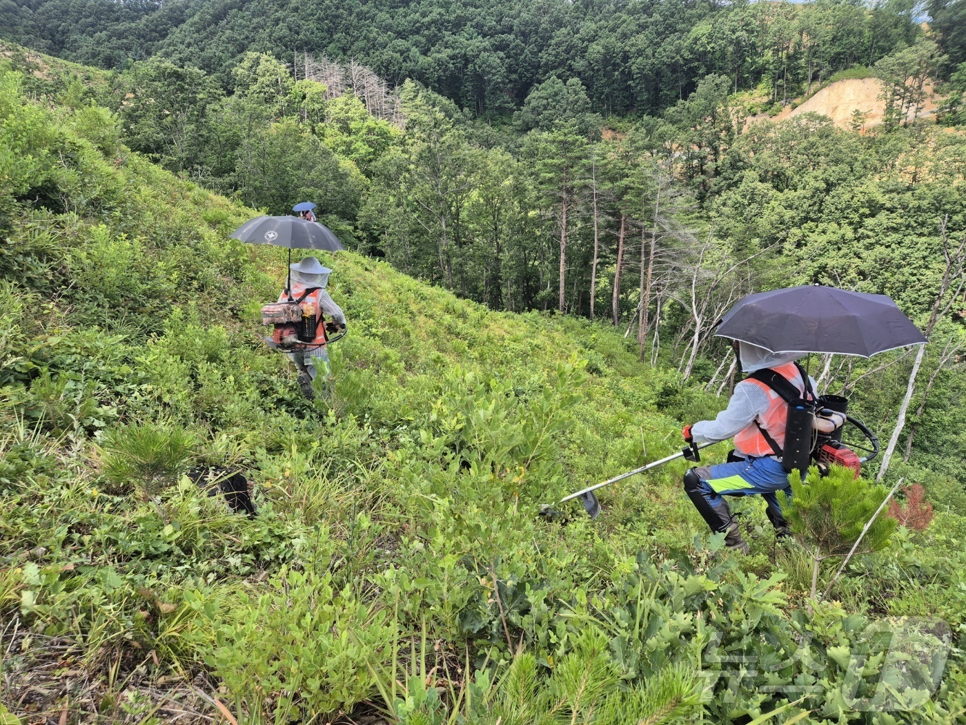 (강릉=뉴스1) 윤왕근 기자 = 강원 강릉국유림산리소 푸른영림단 소속 산림 근로자들이 11일 강릉시 옥계면 남양리 일대 국유림에서 무더위를 피하기 위해 예초기에 양산을 꽂고 일하고 …