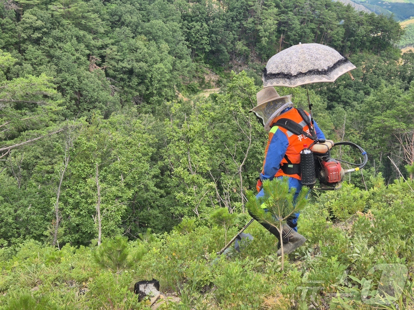 (강릉=뉴스1) 윤왕근 기자 = 강원 강릉국유림산리소 푸른영림단 소속 산림 근로자들이 11일 강릉시 옥계면 남양리 일대 국유림에서 무더위를 피하기 위해 예초기에 양산을 꽂고 일하고 …