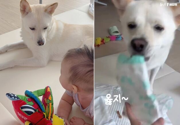 "기저귀도 척척!"…아기 육아 도우미로 나선 반려견, 누리꾼 감동