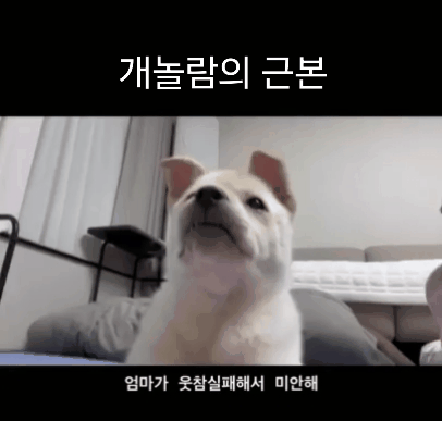 본문 이미지 - 보호자의 산타 최애 영상. 인스타그램에서 조회수 180만 회 이상을 기록했다&#40;인스타그램 san.____.ta 제공&#41;. ⓒ 뉴스1