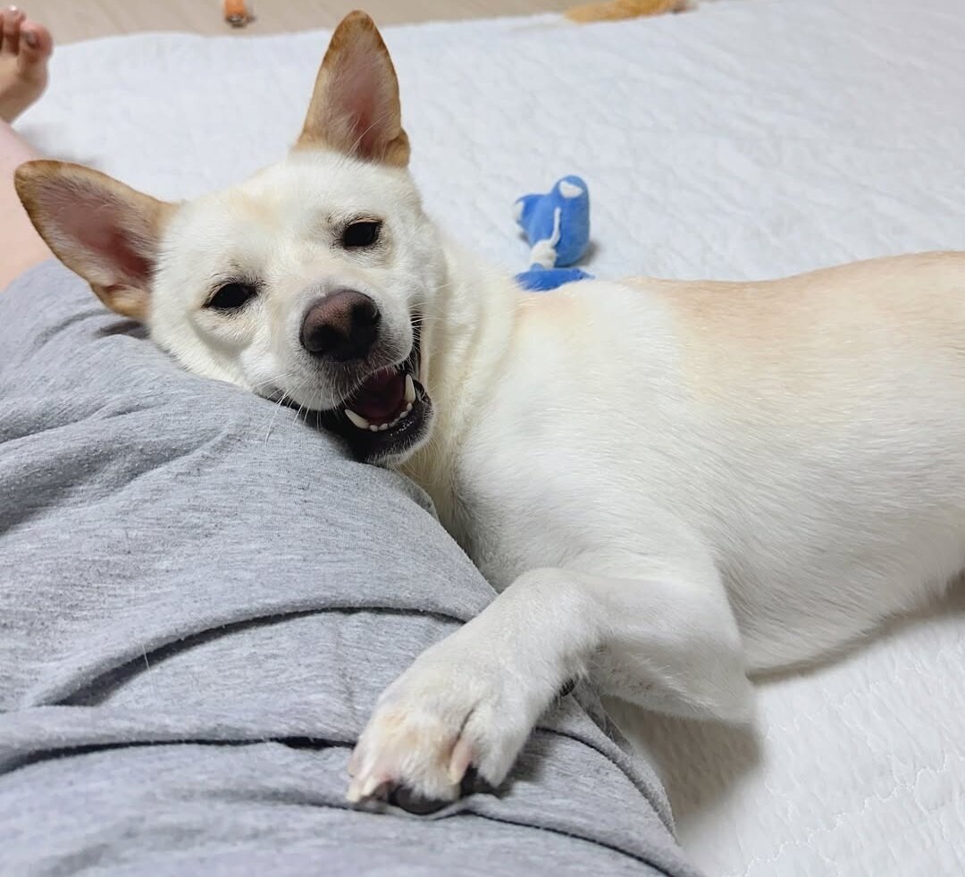 본문 이미지 - 가족을 가장 사랑하는 반려견 &#39;산타&#39; &#40;인스타그램 san.____.ta 제공&#41; ⓒ 뉴스1