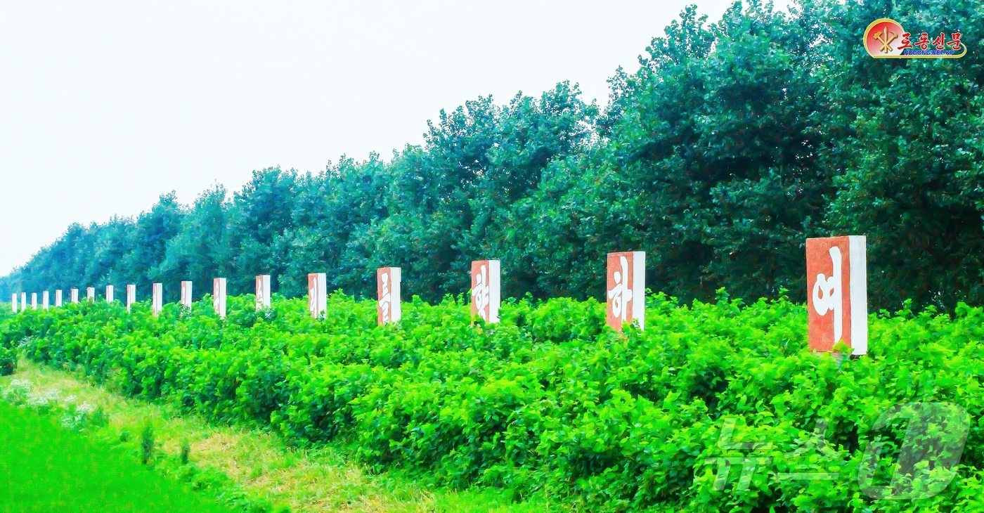 (평양 노동신문=뉴스1) = 북한 노동당 기관지 노동신문은 13일 평안남도 증산군이 상원뽀뿌라나무(포플러)를 많이 심어 땔감과 거름 생산, 방풍림, 목재 등 다양하게 활용하고 있다 …