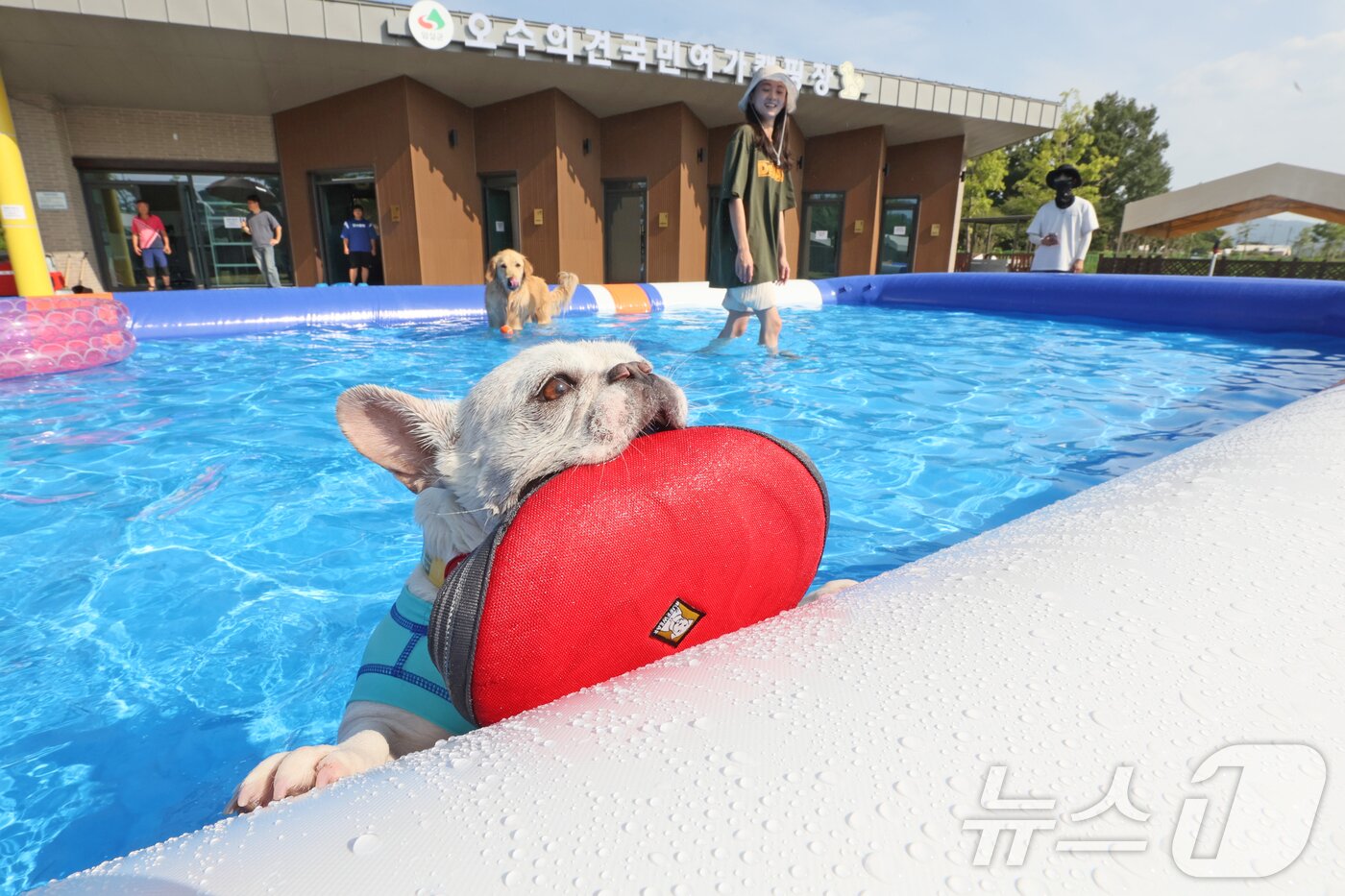 본문 이미지 - 전북 임실군 오수면 ‘오수의견국민여가캠핑장’에서 한 반려견이 물속에서 주인이 던진 튜브를 물고 있다.(임실군제공. 재판매 및 DB금지)2025.7.13/뉴스1 