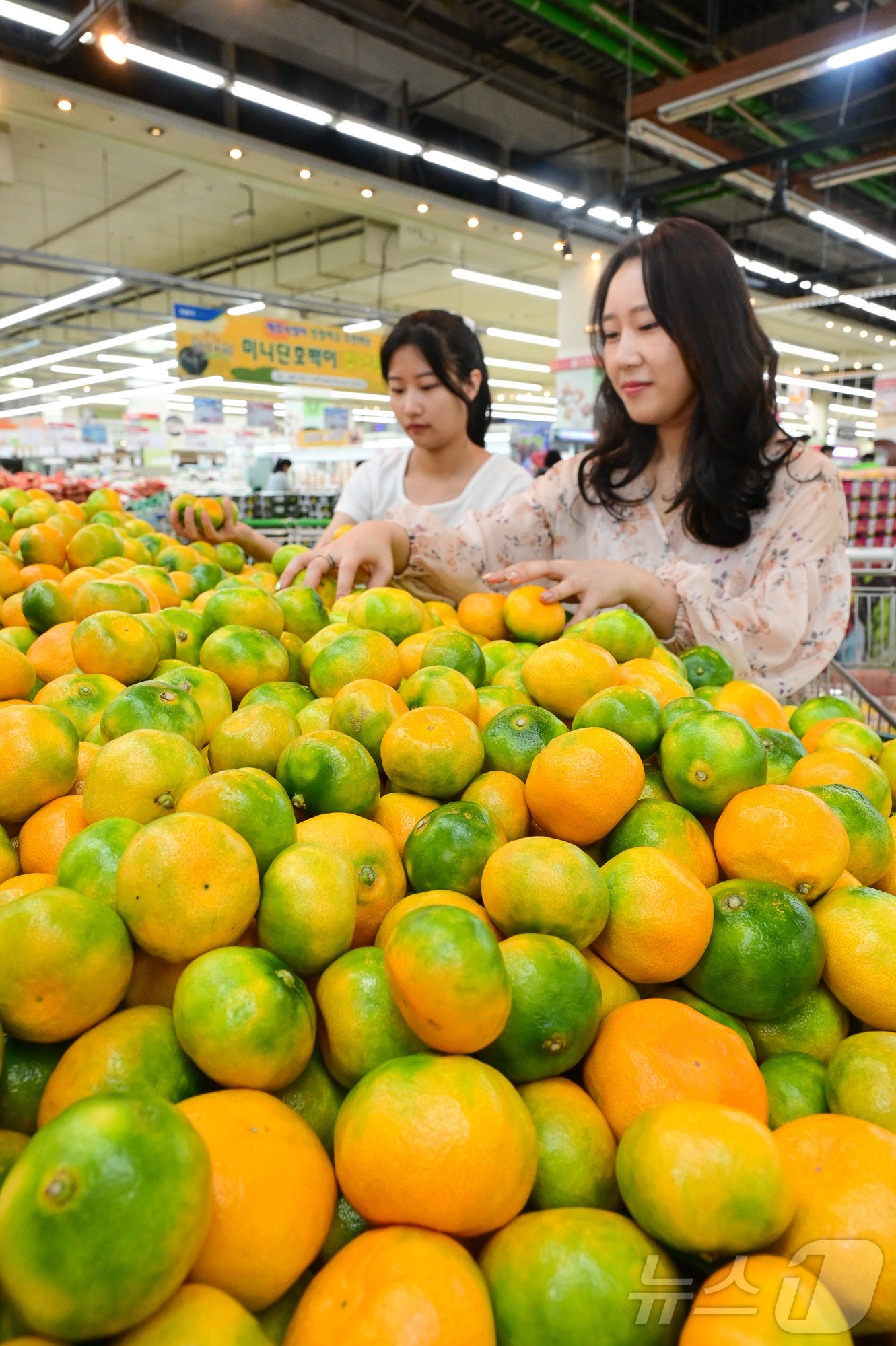 (서울=뉴스1) = 13일 서울 서초구 농협유통 하나로마트 양재점에 제주도에서 생산된 감귤이 진열되어 있다.양재점에서 판매되는 감귤은 제주도에서 시설 재배를 통해 생산되었으며 여름 …