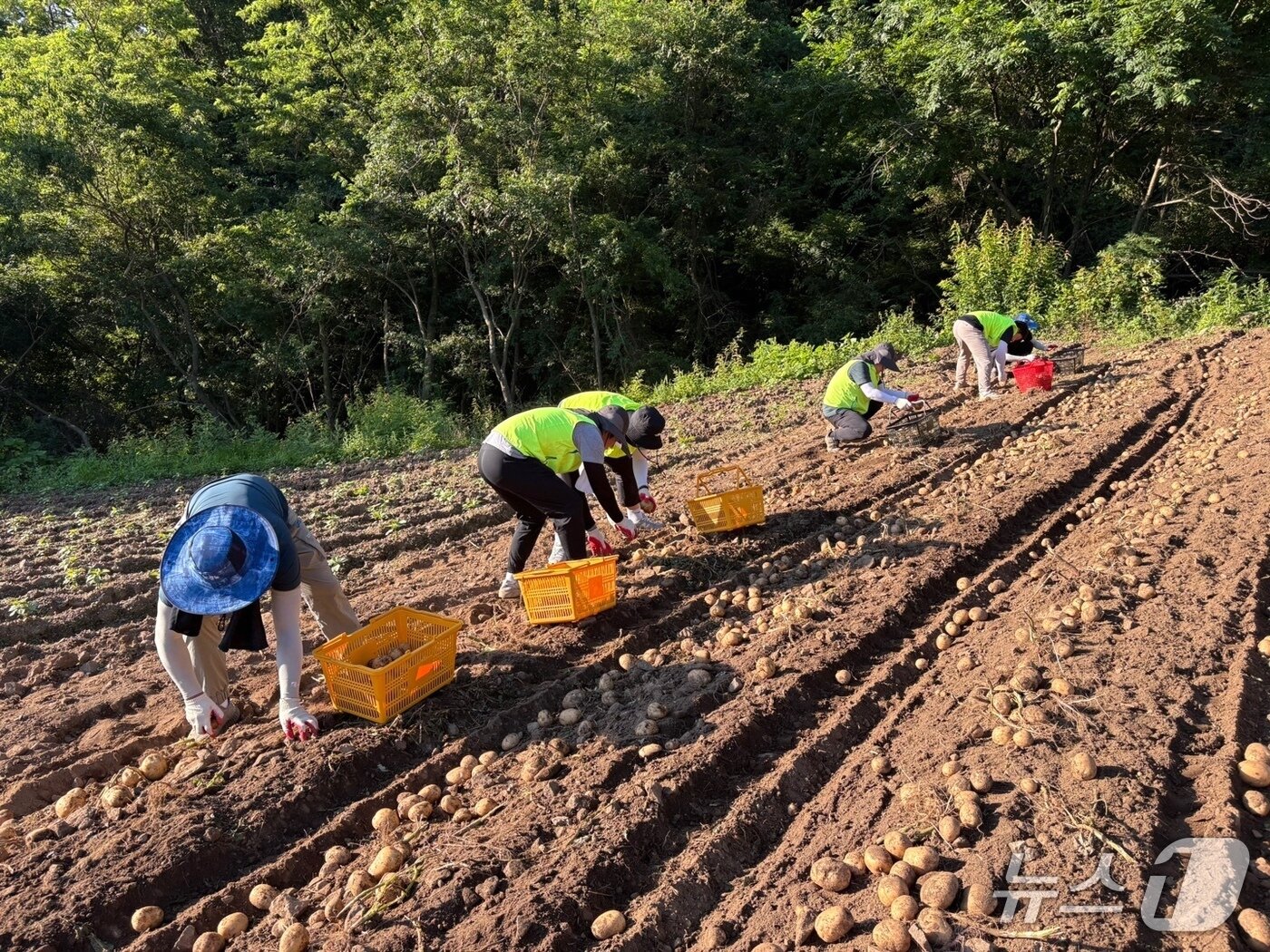 본문 이미지 - 농촌 일손 돕기.&#40;농협 강원본부 제공. 재판매 및 DB금지&#41;/뉴스1