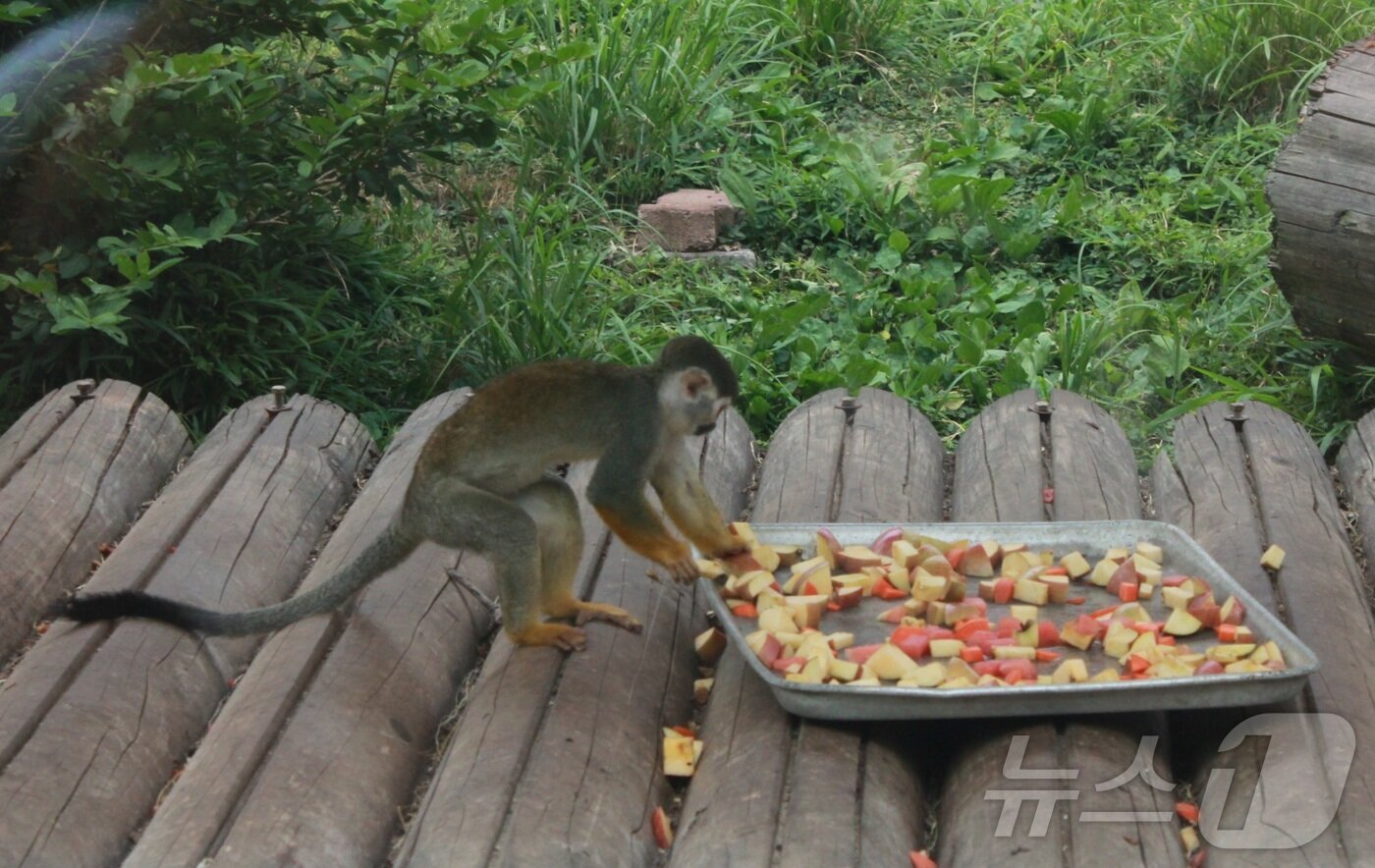 본문 이미지 - 13일 오후 1시께 전북 전주동물원에서 다람쥐원숭이가 제철과일로 수분을 보충하고 있다. 2025.7.13/뉴스1 ⓒ News1 신준수 기자