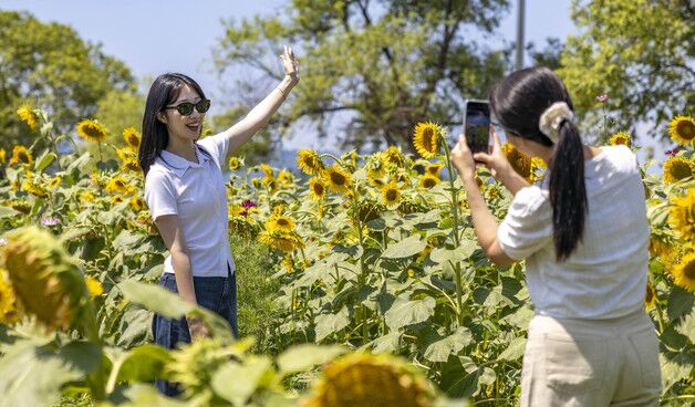 꿀벌 보호·생태경관…칠곡 해바라기 꽃길 SNS '핫플'로 인기