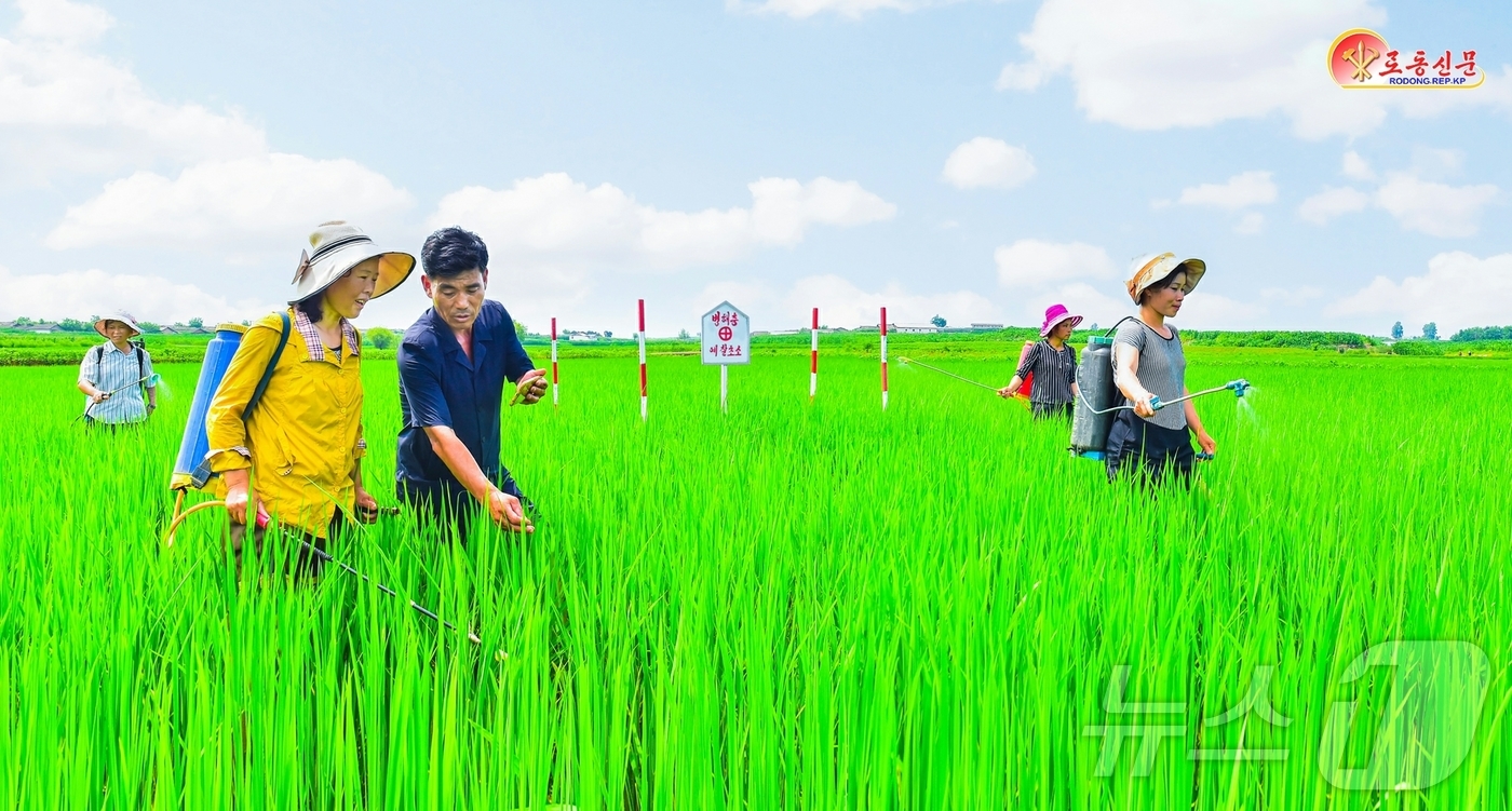 (평양 노동신문=뉴스1) = 북한 노동당 기관지 노동신문은 14일 평안북도 시, 군들에서는 목초액생산기지들을 꾸리고 자체 힘으로 이동식 낟알건조기, 이동식탈곡기를 제작하는 등 농업 …