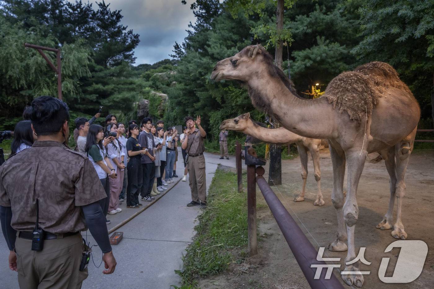 (서울=뉴스1) = 에버랜드가 여름방학을 맞은 아이들을 위해 도심 속 빌딩 숲을 벗어나 자연을 느끼고 특별하게 여름을 보낼 수 있는 동물 탐험 프로그램을 선보인다고 11일 밝혔다. …