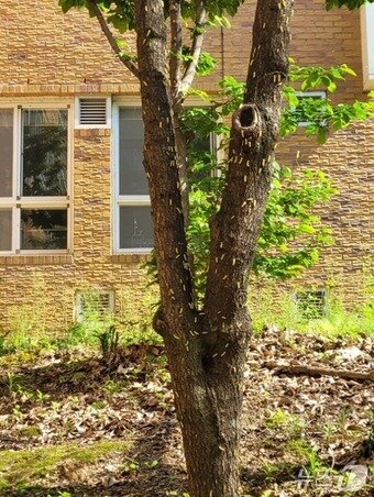 본문 이미지 - 울산의 한 고등학교 벚나무에 미국흰불나방 애벌레가 발생한 모습.(울산나무병원 제공. 재판매 및 DB금지)/뉴스1