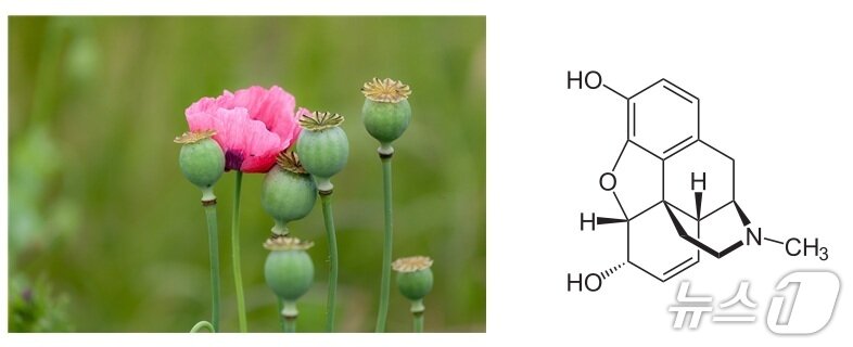 본문 이미지 - 양귀비(왼쪽)와 이로부터 유래한 진통제 성분인 모르핀의 화학구조(오른쪽)