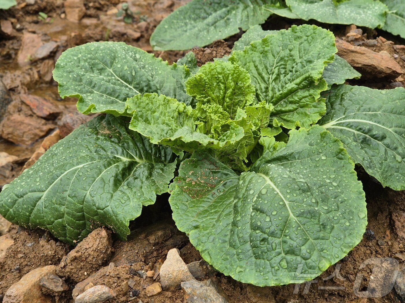 본문 이미지 - 15일 오전 강원 강릉 왕산면 대기4리, '안반데기' 고랭지 밭에 전날 내린 비로 배추잎이 촉촉이 젖어 있다.2025.7.15/뉴스1 ⓒ News1 윤왕근 기자